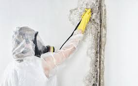 Best Black Mold Removal in East Pasadena, CA